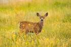 USA, Wyoming, Medicine Bow National Forest. Mule deer fawn in thistle flowers. Art Print